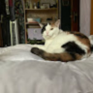 Meet your Posher, Viv